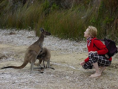 Kangaroos